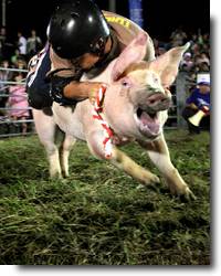 Rodeio inusitado de Ehime