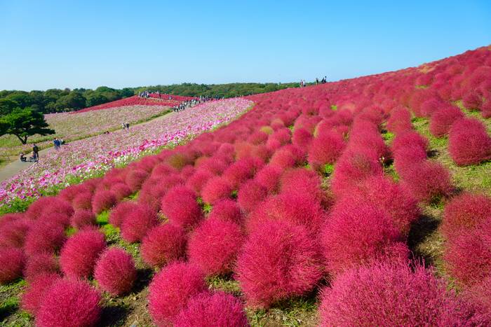 hitachi seaside park