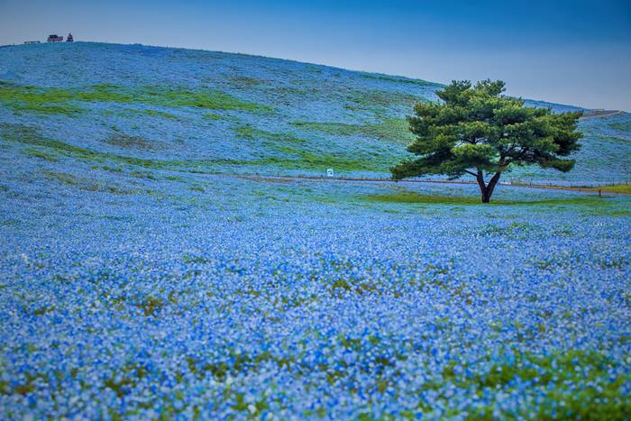 hitachi seaside park