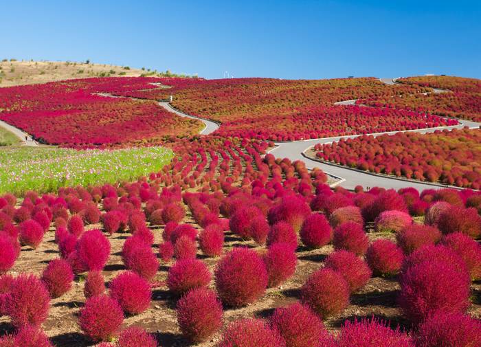 hitachi seaside park