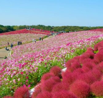 hitachi seaside park