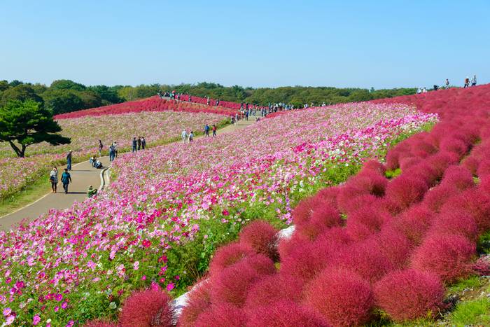 hitachi seaside park 