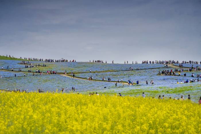 hitachi seaside park