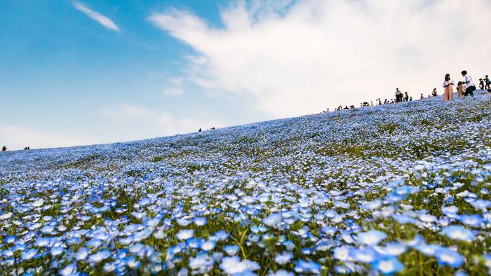 hitachi seaside park