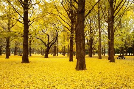 Yoyogi Park