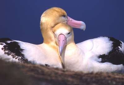 Albatroz de cauda curta