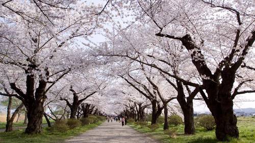 Kitakami Koen, Kitakami, Iwate