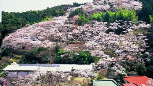 Makino Koen Sakawa, Província de Kochi