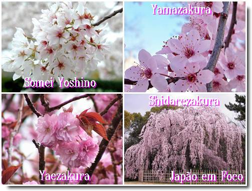 Sakura Somei variedades