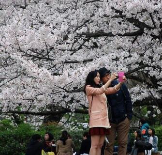 100 locais populares para apreciar as belas flores de cerejeira no Japão