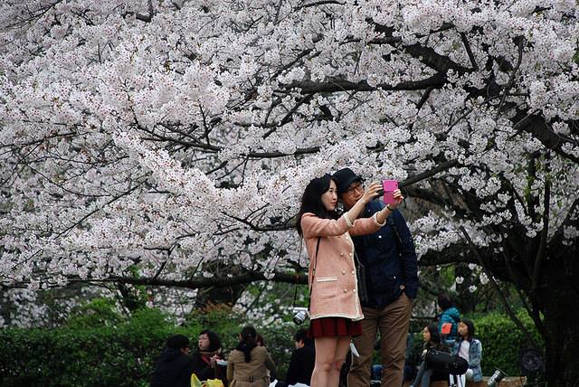 100 locais populares para apreciar as belas flores de cerejeira no Japão