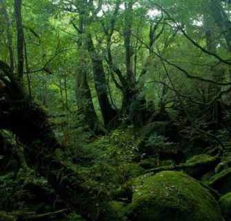 Floresta de Aokigahara