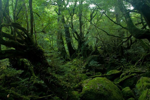 Floresta de Aokigahara