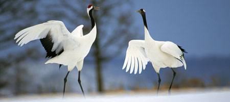 Grus japonensis em Tsurui