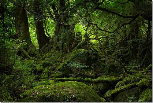 Ilha de Yakushima, Província de Kagoshima