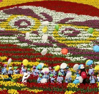 Tantou Tulip Festival, Hyogo