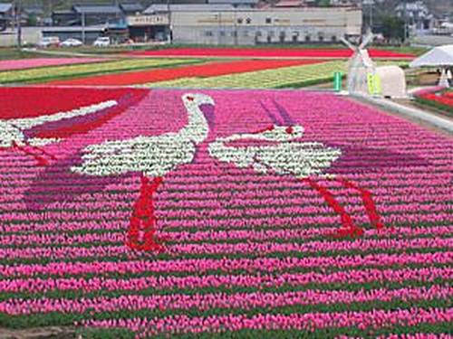 Tantou Tulip Festival de 2007, Tema Grous