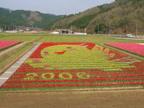 Tantou Tulip Festival de 2006, Tema Tan Haba