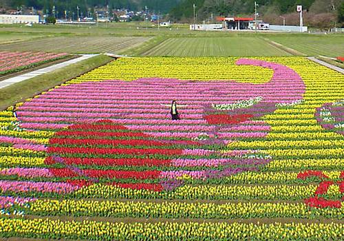 Tantou Tulip Festival de 2010, tema elefante por causa da copa da África do Sul