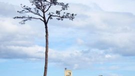 Kiseki no Ippon Matsu - O Pinheiro Milagroso