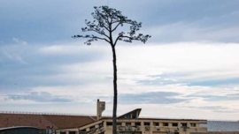 Kiseki no Ippon Matsu - O Pinheiro Milagroso