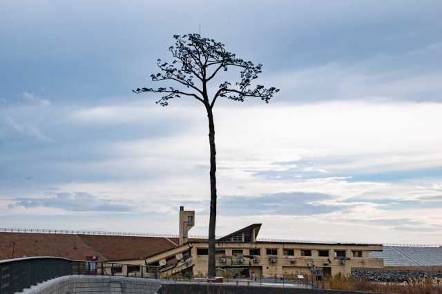 Kiseki no Ippon Matsu - O Pinheiro Milagroso 