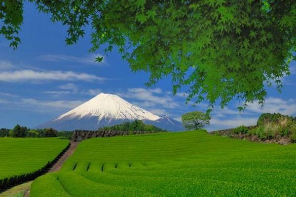 Midori no Hi, Dia do Verde no Japão | Curiosidades do Japão