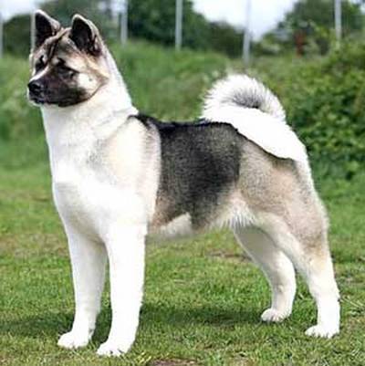 Akita Americano