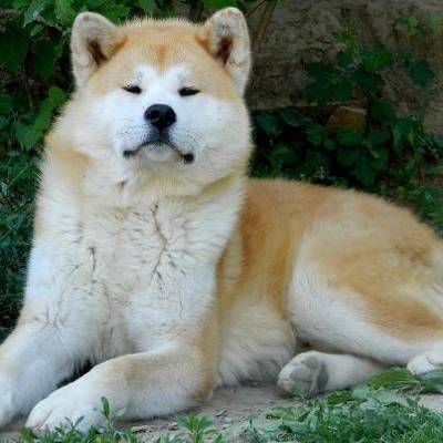 Akita Inu