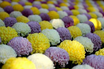 Crisântemo - A Flor Nacional do Japão | Curiosidades do Japão