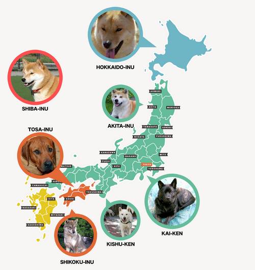 Cães nativos do Japão