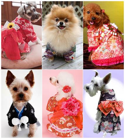 Cães vestidos de quimono