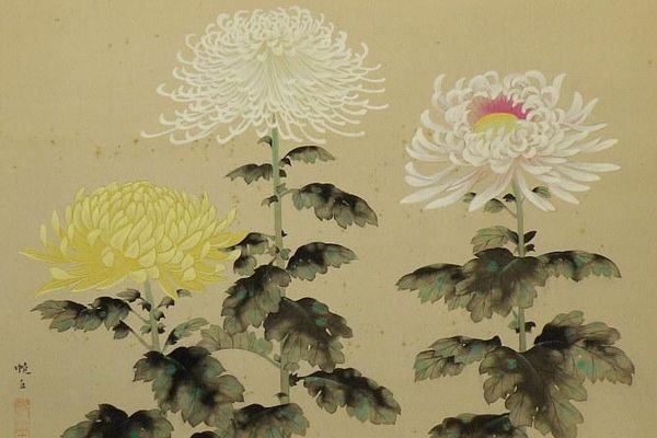 KIKU Chrysanthemum Hankyu