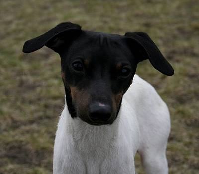 Raça Terrier Japonês