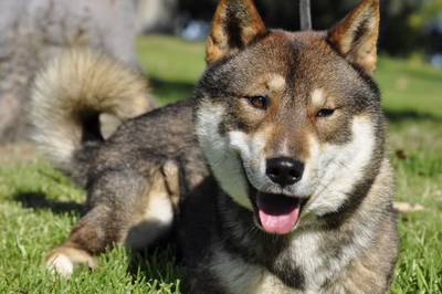 Shikoku Inu 