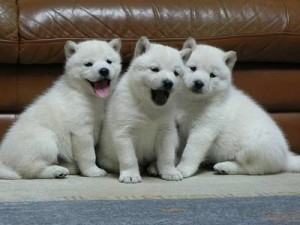 hokkaido inu Ainu inu