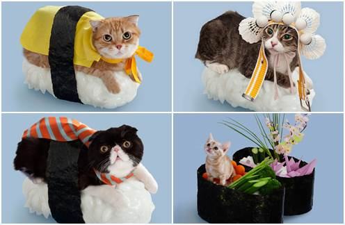 Sushicats - Gatos Sushi