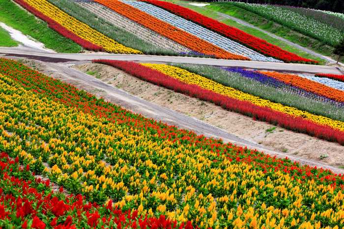 Campo de tulipas em Kamiyubetsu, em Hokkaido