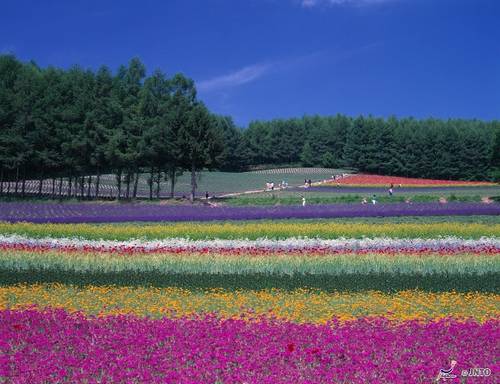 Campos de Flores em Furano, Hokkaido 2