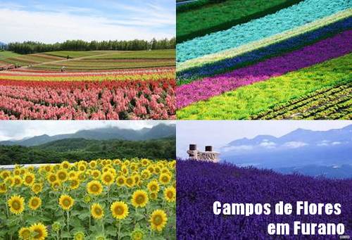 Campos de Flores em Furano, Hokkaido 3