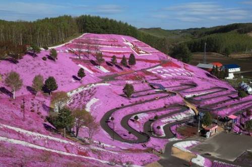 Campos de Moss Phlox (Shibazakura) em Takinoue Flower Park, Hokkaido