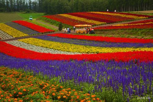 Campos de flores em Shikisai-no-oka, Hokkaido