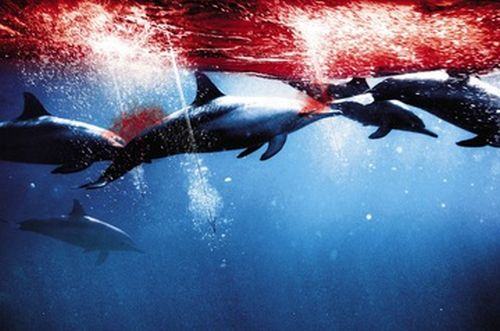 Caça à golfinhos em Taiji no Japão
