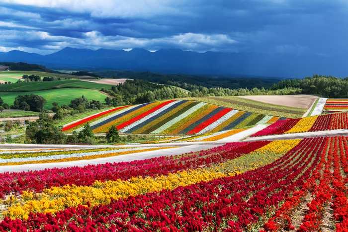 Fazenda Shikisai-no-oka, em Hokkaido
