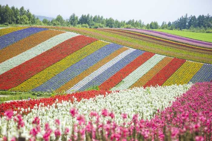 Fazenda Shikisai-no-oka, em Hokkaido 