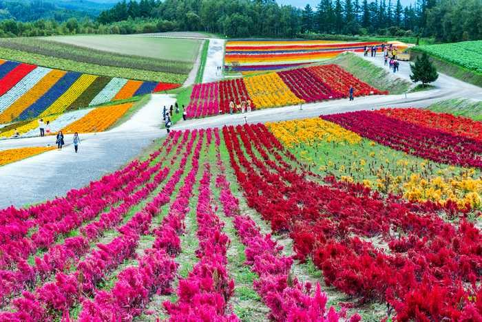 Fazenda Shikisai-no-oka, em Hokkaido