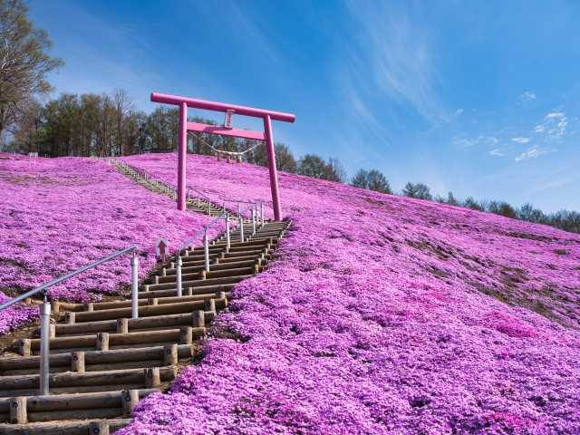 Higashimokoto Shibazakura Park, em Hokkaido 