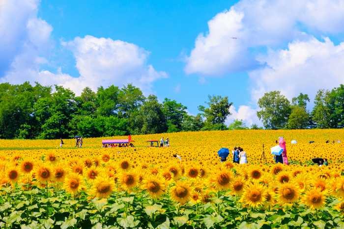 Hokuryu Sunflower Village, em Hokkaido (Depositphoto