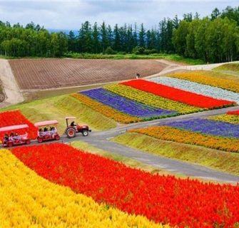 flower carpet hokkaido