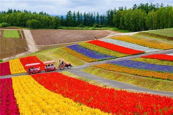 flower carpet hokkaido